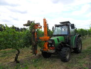 Triebe der Reben werden maschinell verschnitten