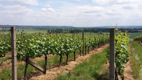 Weinreben im Weinberg