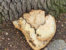 Stamm der Wettineiche mit dem befallenen Pilz