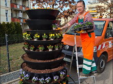 Eine Mitarbeiterin des Baubetriebshofes pflanzt Stiefmütterchen.