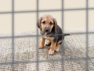 Hundewelpe