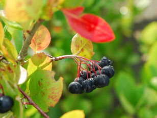Aroniabeeren