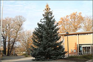 Weihnachtsbaum vor dem Rathaus