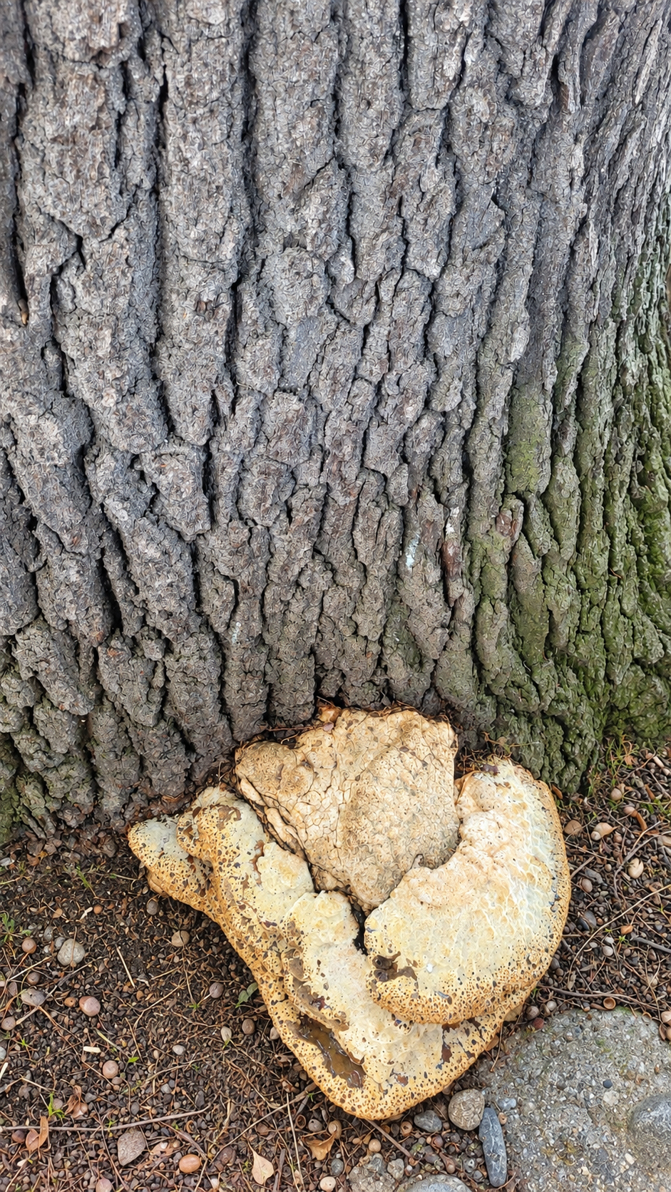 Stamm der Wettineiche mit dem befallenen Pilz