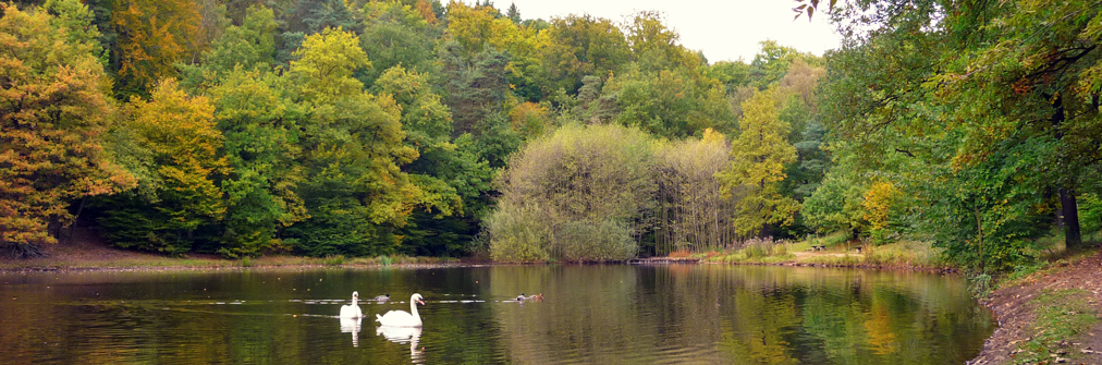 Schwäne auf dem Spitzgrundteich im Herbst