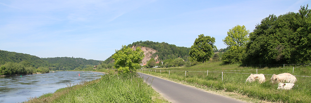 Radweg an der Elbe mit Blick zur Bosel und Kühen im Vordergrund